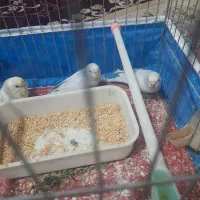 یک جفت  مرغ عشق جوان ریمو رنگین کمانی|پرنده|اندیمشک, |دیوار