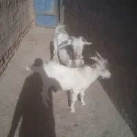 بز سانن دو دندان|حیوانات مزرعه|باخزر, |دیوار