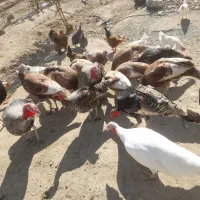 فروش بوقلمون و خروس ومرغ|حیوانات مزرعه|گلپایگان, |دیوار