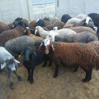 گوسفند زنده باقصاب درمحل