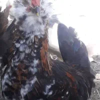 نیمچه گلین ،فول ریش و کاکل|حیوانات مزرعه|گرگان, |دیوار