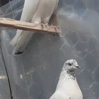 کله خالدار پرشی ضمانتی