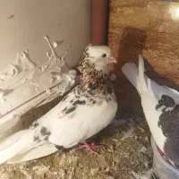 کفتر|پرنده|نیشابور, گنبد سبز|دیوار