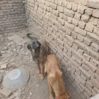 واگذاری سگ پژدر عراقی|سگ|کرمانشاه, |دیوار