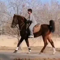 فروش اسب