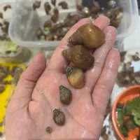 فروش خاویار و جوجه حلزون آلبینو آچاتینا