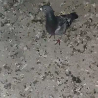 پرنده|پرنده|کوهرنگ, |دیوار