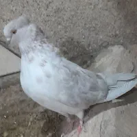 یه جفت نروماده به درد بخور