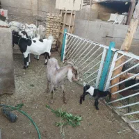 بزآلپن و پاکستانی اصل باکره ماده درشت|حیوانات مزرعه|یزد, |دیوار