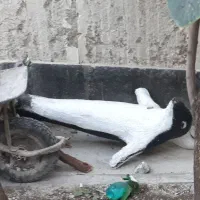 دولفین سیمانی