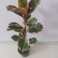 گلهای آپارتمانی مناسب هدیه|گل و گیاه طبیعی|اصفهان, سرچشمه|دیوار