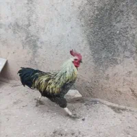 خروس محلی ۹ماهه
