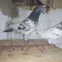 کبوتر کله ای