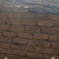 کبوترالمانی بشرط پرش همش نر