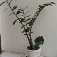 زاموفیلیا|گل و گیاه طبیعی|تهران, گمرک|دیوار