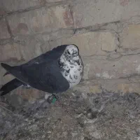 کبوتر سوسکی سیاه