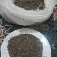 زیره سیاه کوهی
