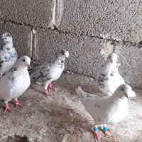 ۸عدد کفتر ۳نر و ۵ ماده یکجا دونه ای ۹۰