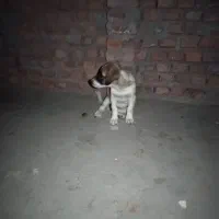 سگ پاکوتاه بازی گوش