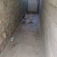 مرغ و خروس