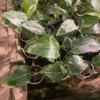 انواع گیاهان آپارتمانی|گل و گیاه طبیعی|کرج, شهرک اوج|دیوار