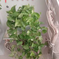 گل طبیعی کاکتوس پتوس دیفن|گل و گیاه طبیعی|خمینی‌شهر, |دیوار