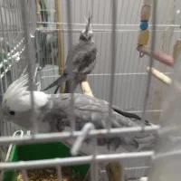 عروس هلندی جفت