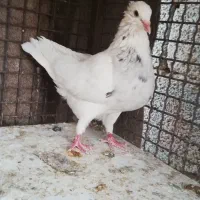 دو جفت طوقی بیعیب|پرنده|شیراز, رحمت‌آباد|دیوار