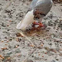 کفتر عکس دوم