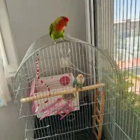 طوطی برزیلی مولد|پرنده|رودهن, |دیوار