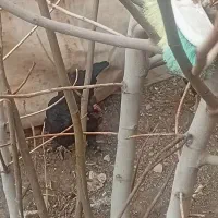 مرغ بشرط
