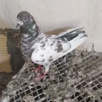 کفتر زوردار