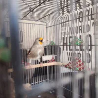 سهره کرمونی مست مست|پرنده|شیراز, دلجو|دیوار