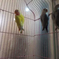 پرنده(طوطی کوتوله)