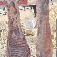 بزغاله درجه یک داشتی