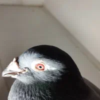 کبوتر المانی مسافتی