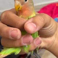کوتوله برزیلی اهلی معاوضه با عروس تازه دون‌خور