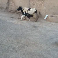 فروش گاو با گوساله