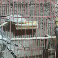 ۵ عدد عروس هلندی دونه ای ۷۰۰ هزار تومان