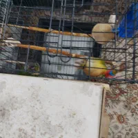 یک جفت گرینچیک سالم ‌ مخصوص جوجه کشی|پرنده|رودهن, |دیوار