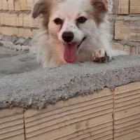 واگذاری سگ اشپیتز پامر|سگ|بندرعباس, |دیوار