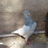 کله ابر|پرنده|بم, |دیوار