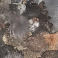 جوجه رسمی سیاه