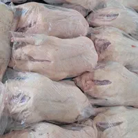 فروش اردک بک بکی تمیز