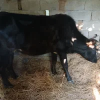 ورزا کوله گاو شکمدار|حیوانات مزرعه|رشت, حومه رشت|دیوار