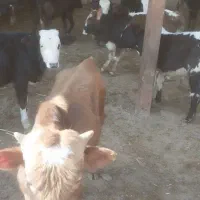 گوساله گیل دورگ سوپر|حیوانات مزرعه|ری, فیروزآباد|دیوار