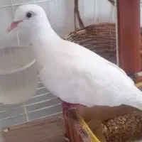 جفت کبوتر خانگی اهلی