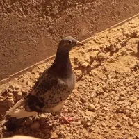 پلاکی و پرشی|پرنده|بافق, |دیوار