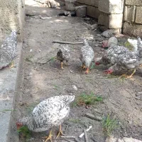 جوجه خروس امروک