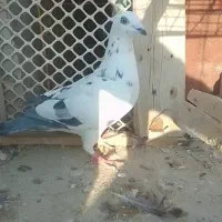 ساعت ک ف ت ر آ ل ما نی نر